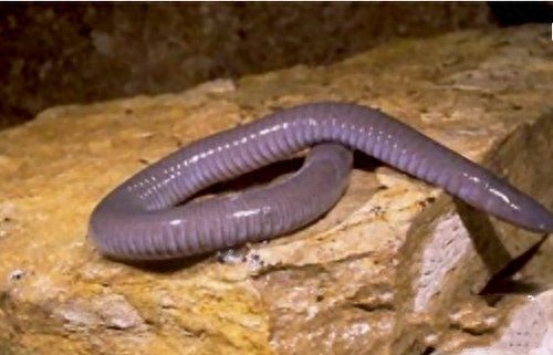 地球上10大堪称奇迹的动物,爱尔兰大鹿死而复生,腔棘鱼再被发现